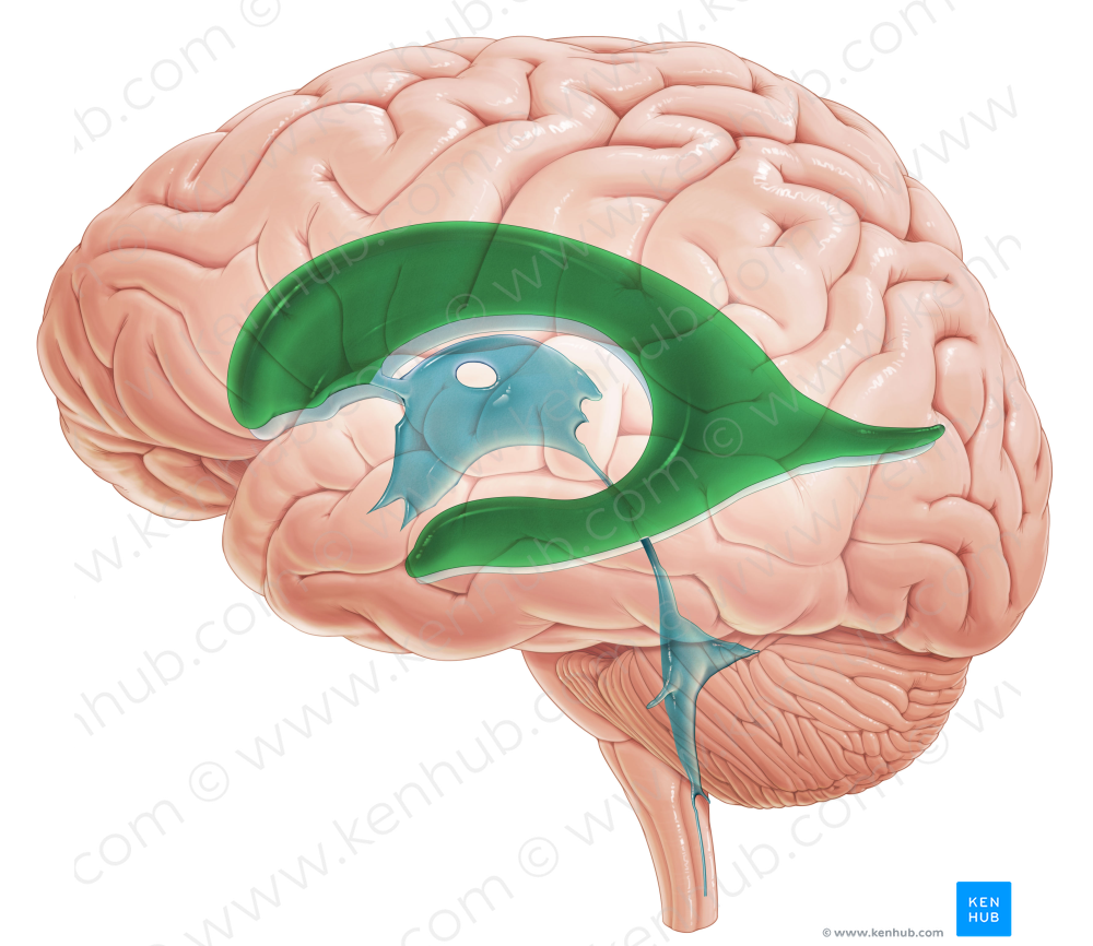 Left lateral ventricle (#10717)