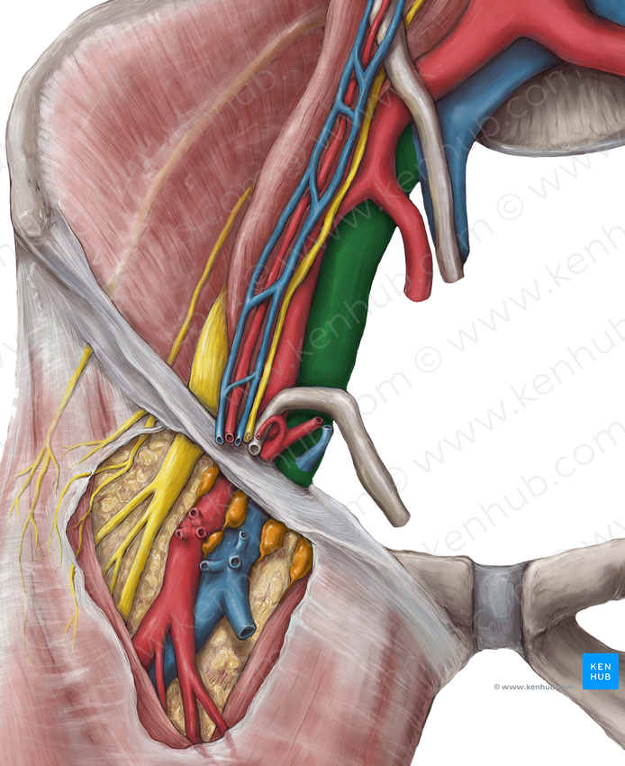 Right external iliac vein (#12517)