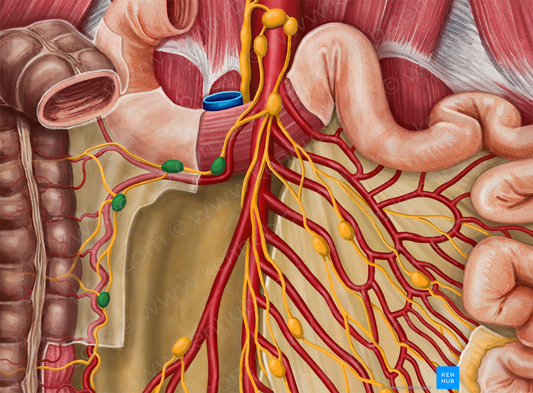 Right colic lymph nodes (#6994)