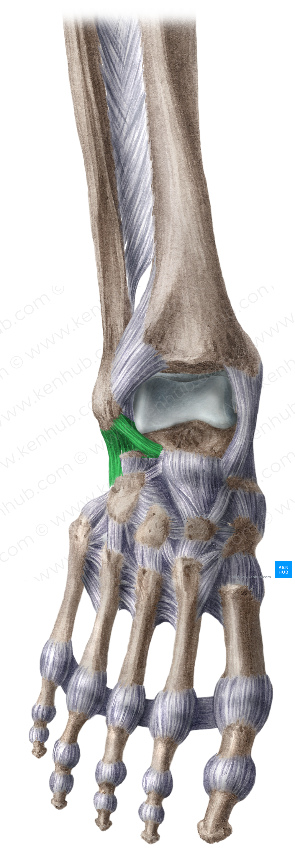 Lateral collateral ligament of ankle joint (#4491)