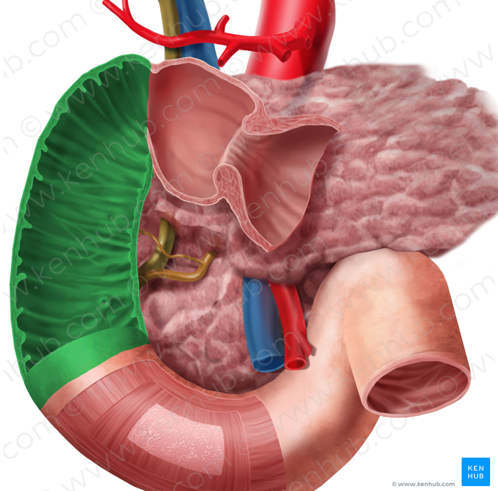 Descending part of duodenum (#7694)