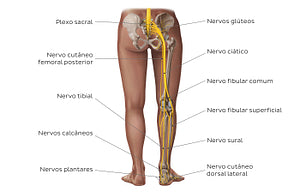 Main nerves of the lower limb - posterior (Portuguese)