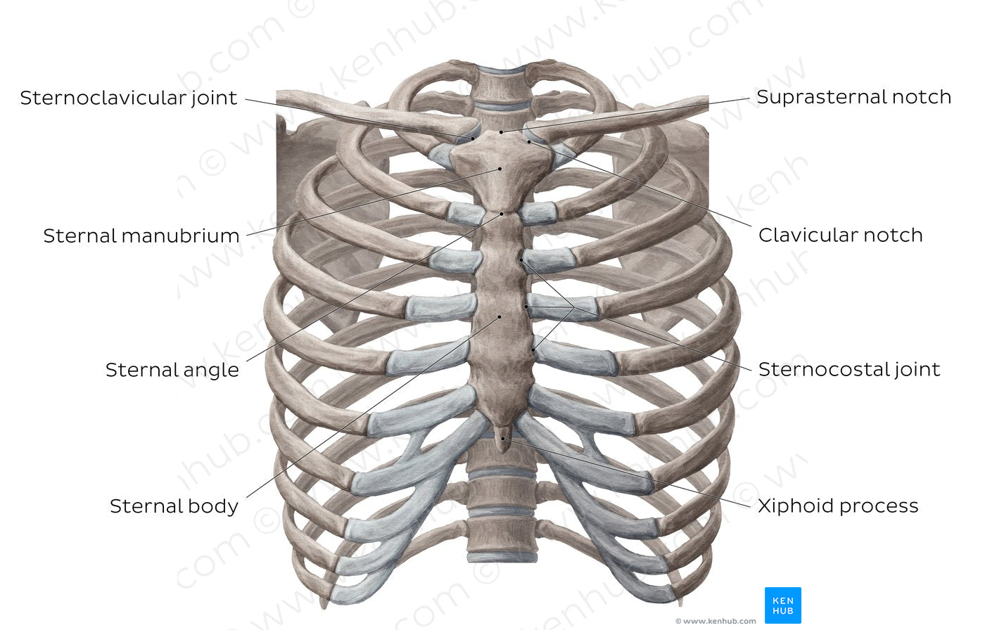 Bones of the thoracic cavity (English)