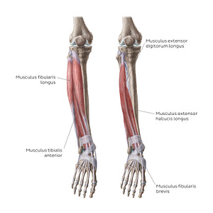 Muscles of the leg (Anterior view) (Latin)