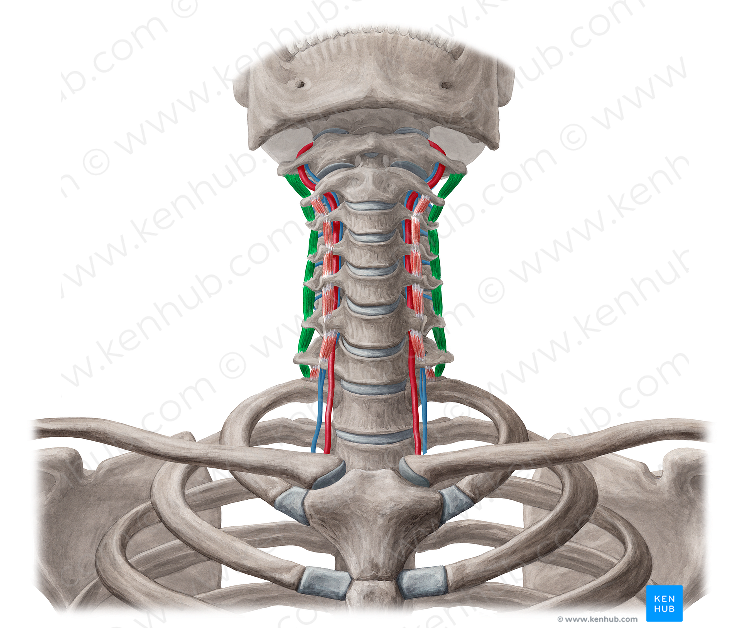 Posterior intertransversarii colli muscles (#19011)