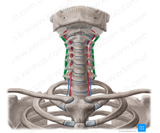 Posterior intertransversarii colli muscles (#19011)