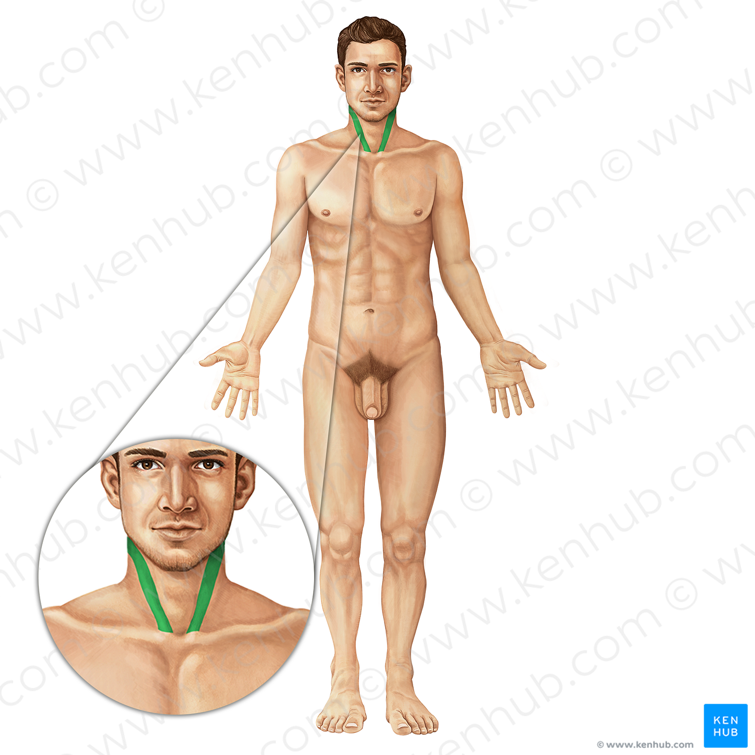 Sternocleidomastoid muscle (#6009)