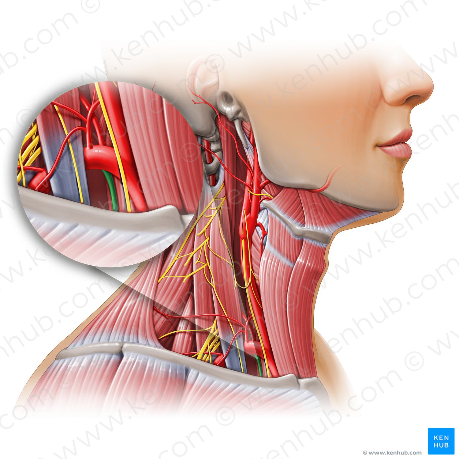 Internal thoracic artery (#11137)