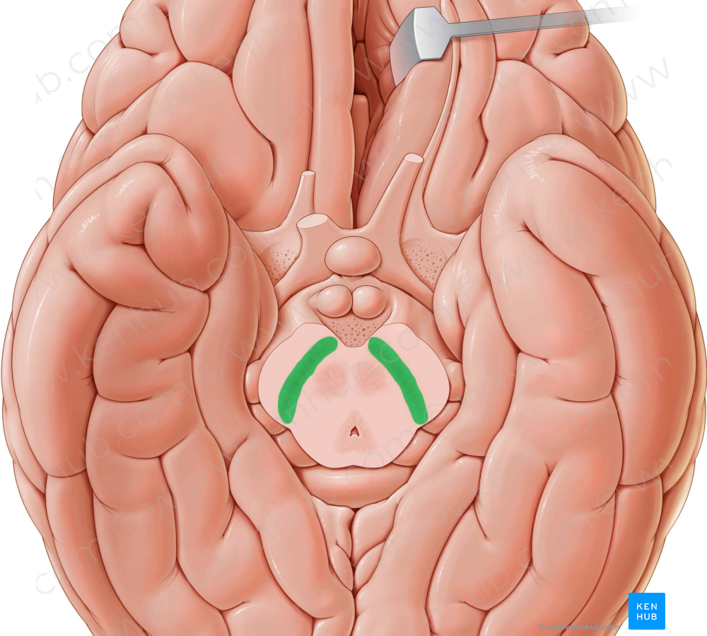 Substantia nigra (#9206)