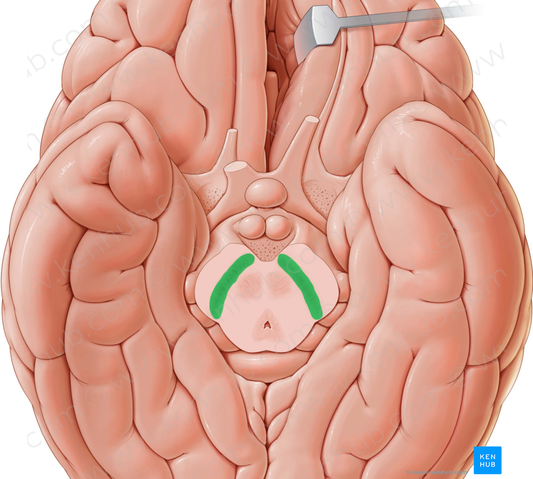 Substantia nigra (#9206)