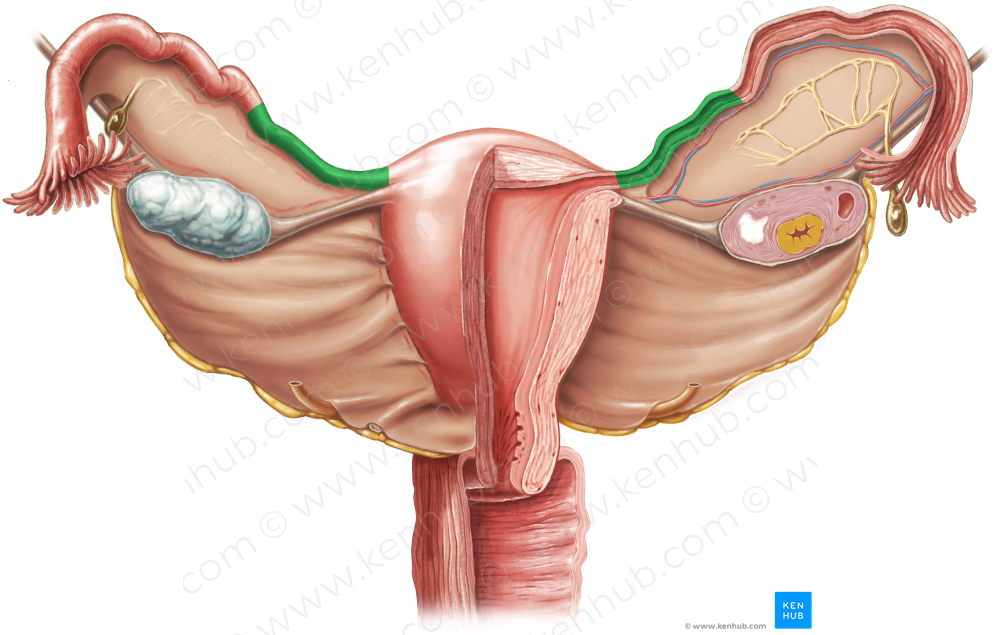 Isthmus of uterine tube (#4338)