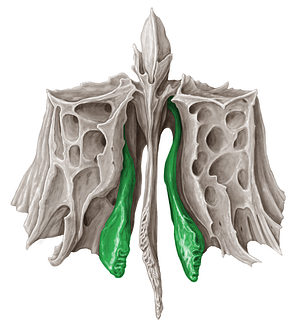 Middle nasal concha of ethmoid bone (#2798)