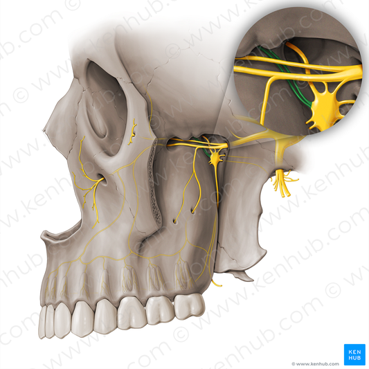 Orbital branches of pterygopalatine ganglion (#18517)