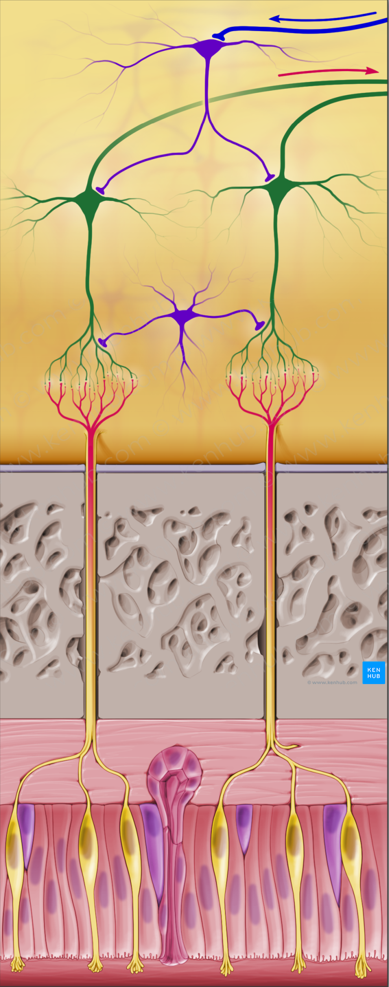 Projection neurons (#20619)