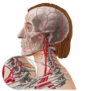 Suprascapular artery (#21808)