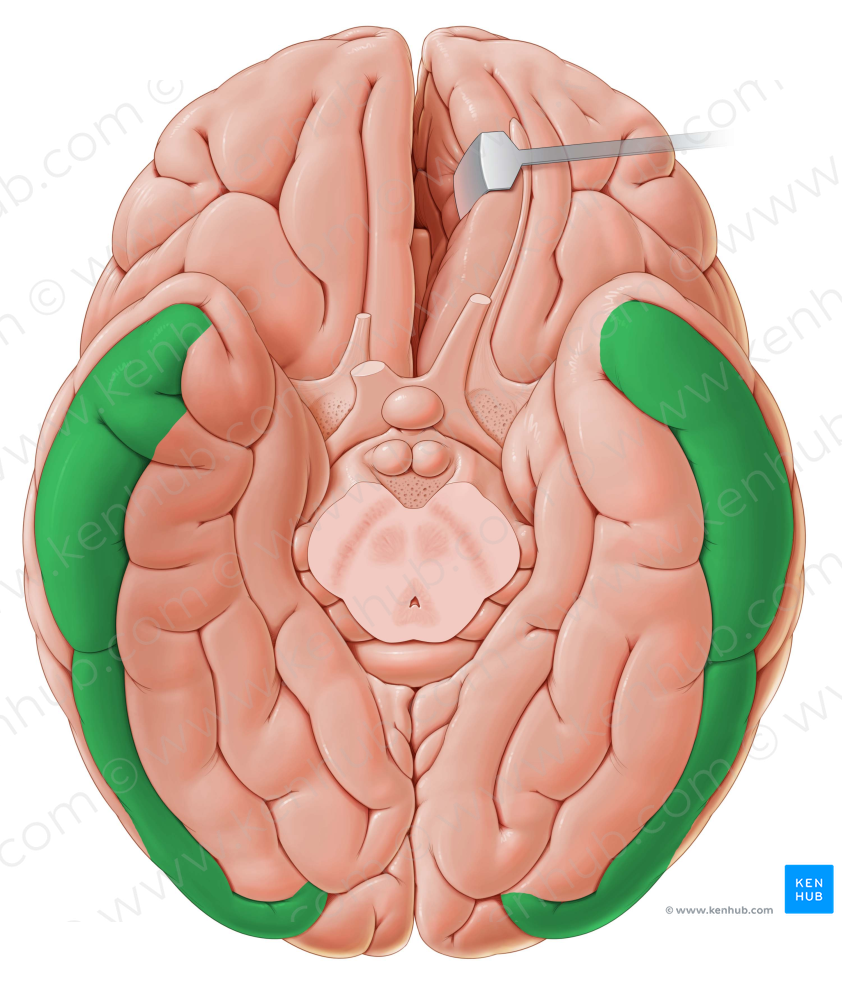 Inferior temporal gyrus (#4207)