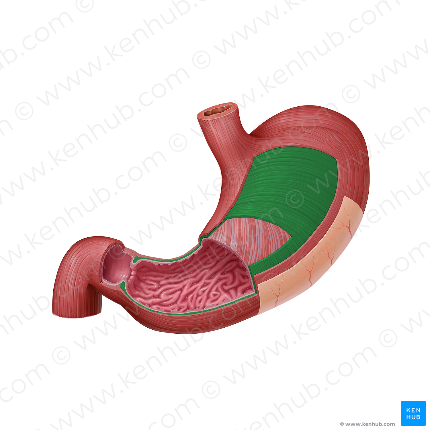 Circular layer of muscular coat of stomach (#9154)