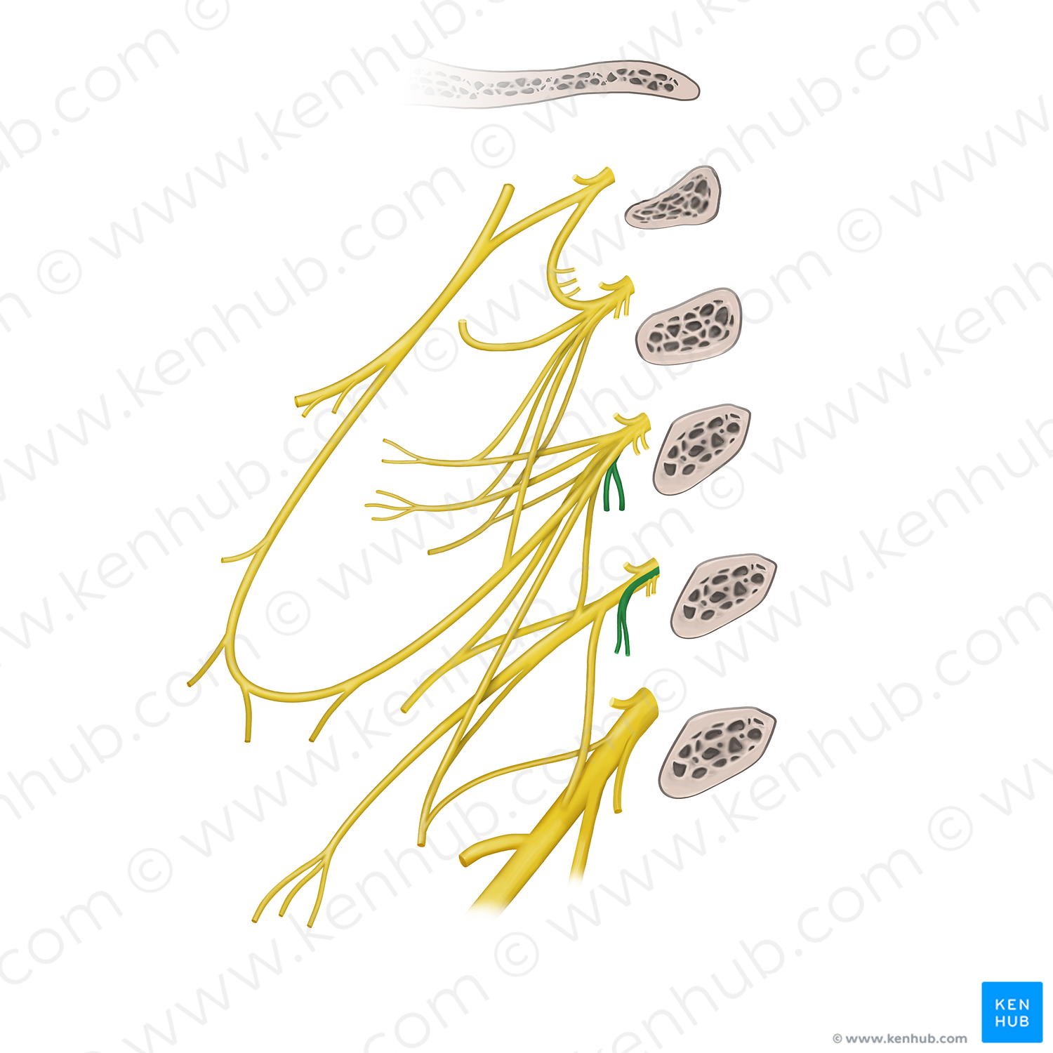 Muscular branches of cervical plexus (scalene and levator scapulae muscles) (#20546)