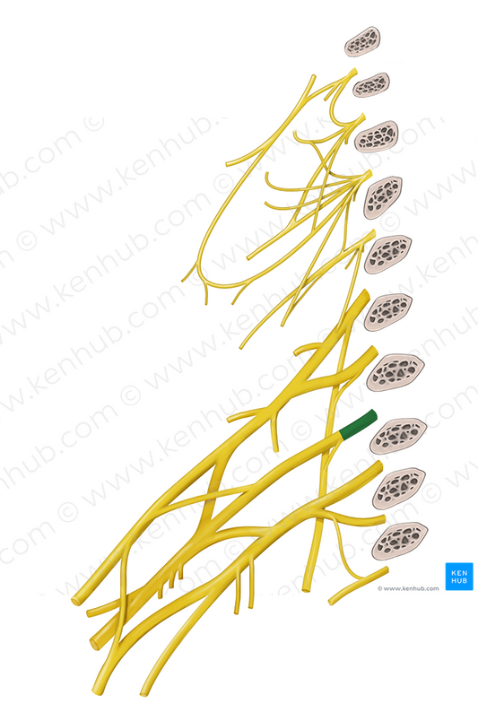 Spinal nerve C7 (#6748)