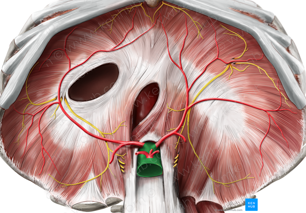 Abdominal aorta (#699)