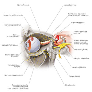 Ophthalmic nerve (Portuguese)