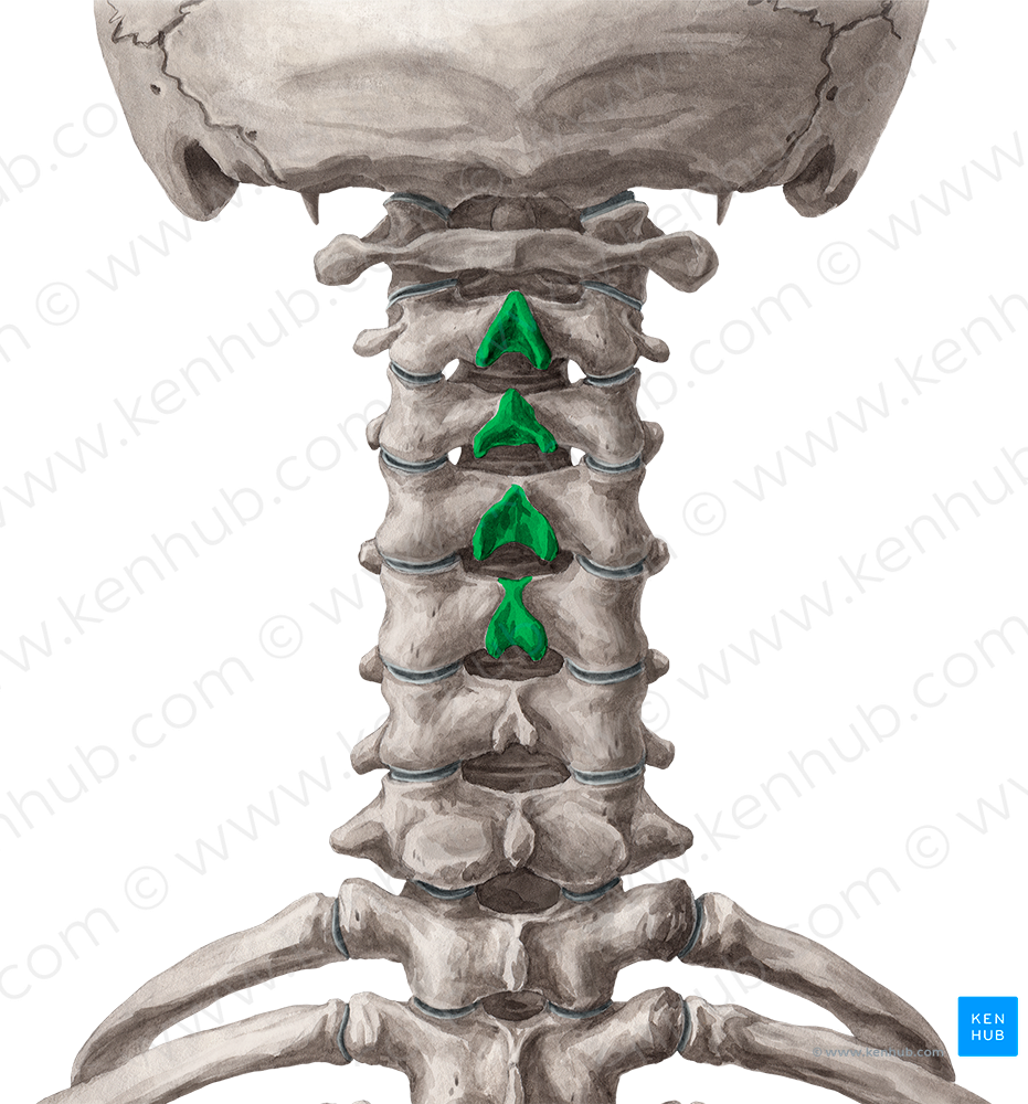Spinous processes of vertebrae C2-C5 (#8250)