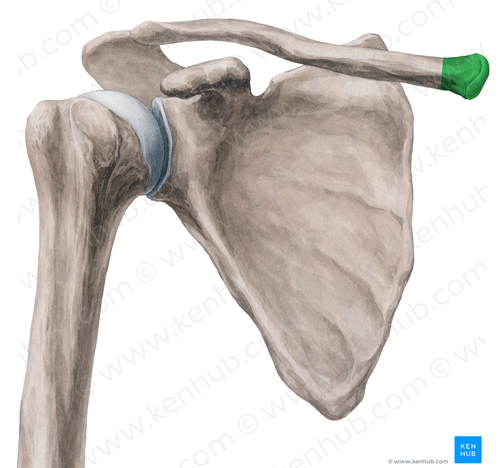 Sternal end of clavicle (#3441)