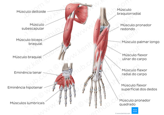 Main muscles of the upper limb - anterior (Portuguese)