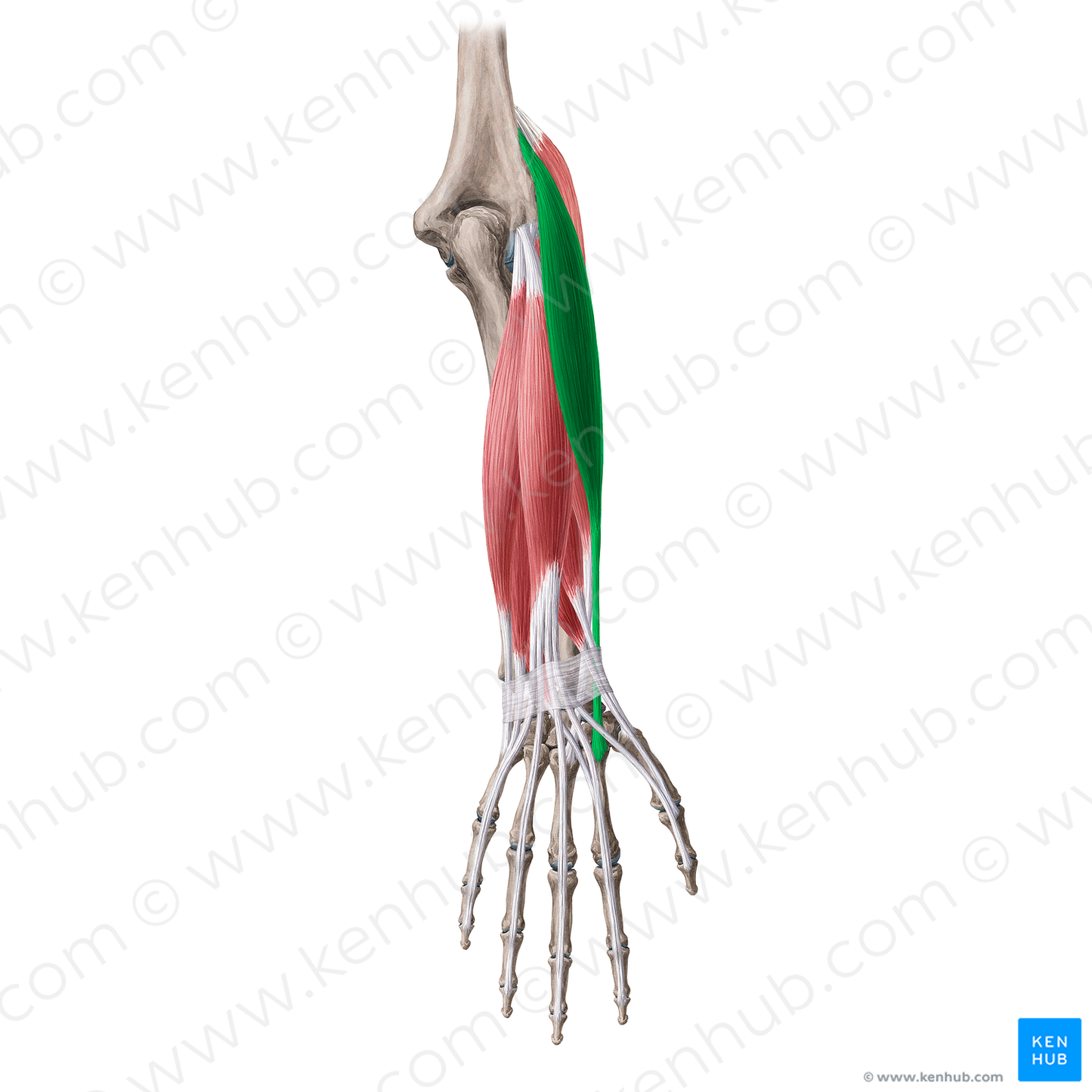 Extensor carpi radialis longus muscle (#20069)