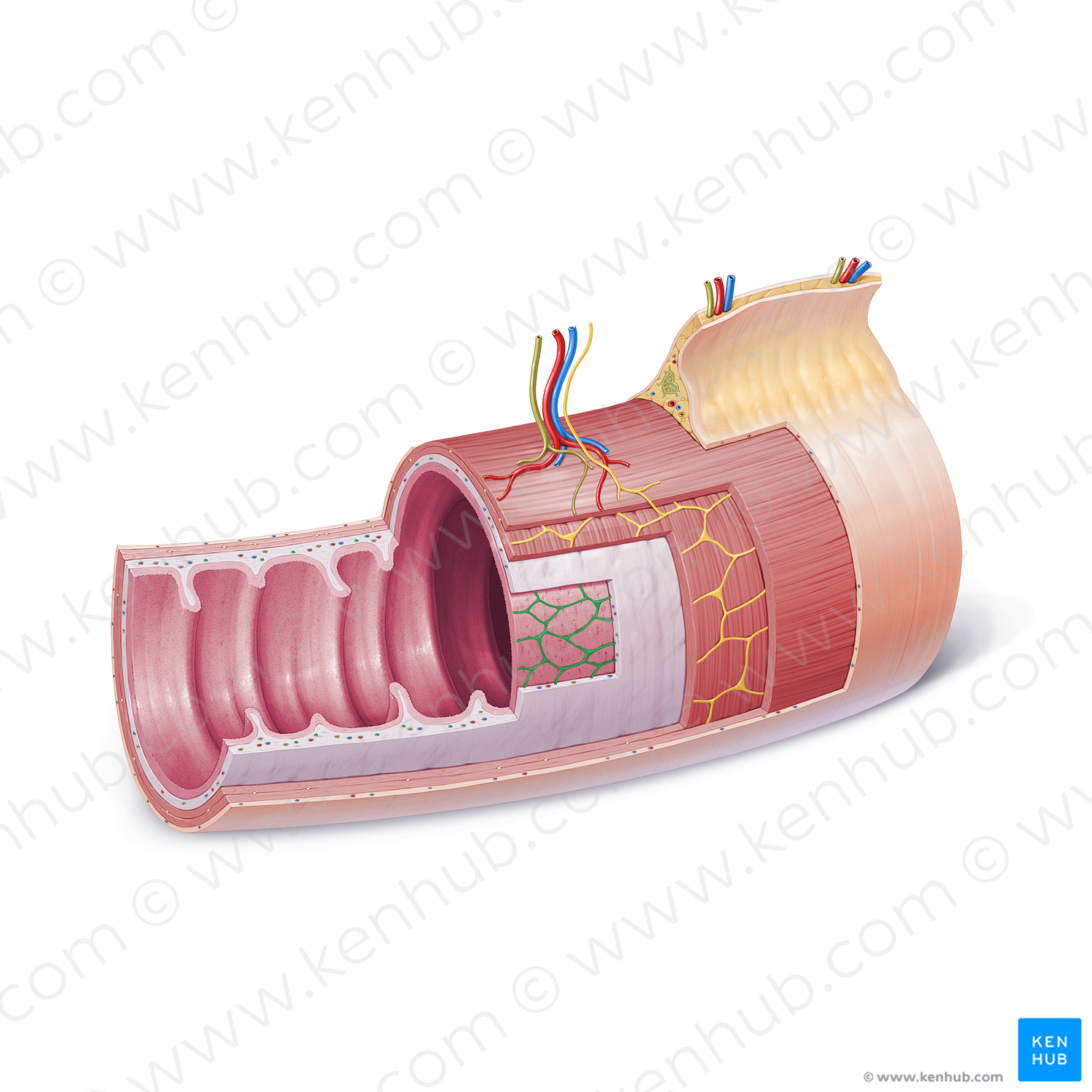 Submucosal plexus (of Meissner) (#21851)