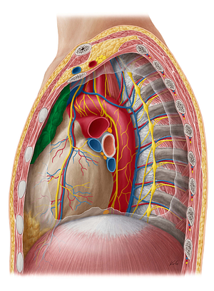 Thymus (#9447)