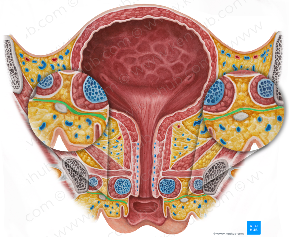 Superficial perineal fascia (#3581)