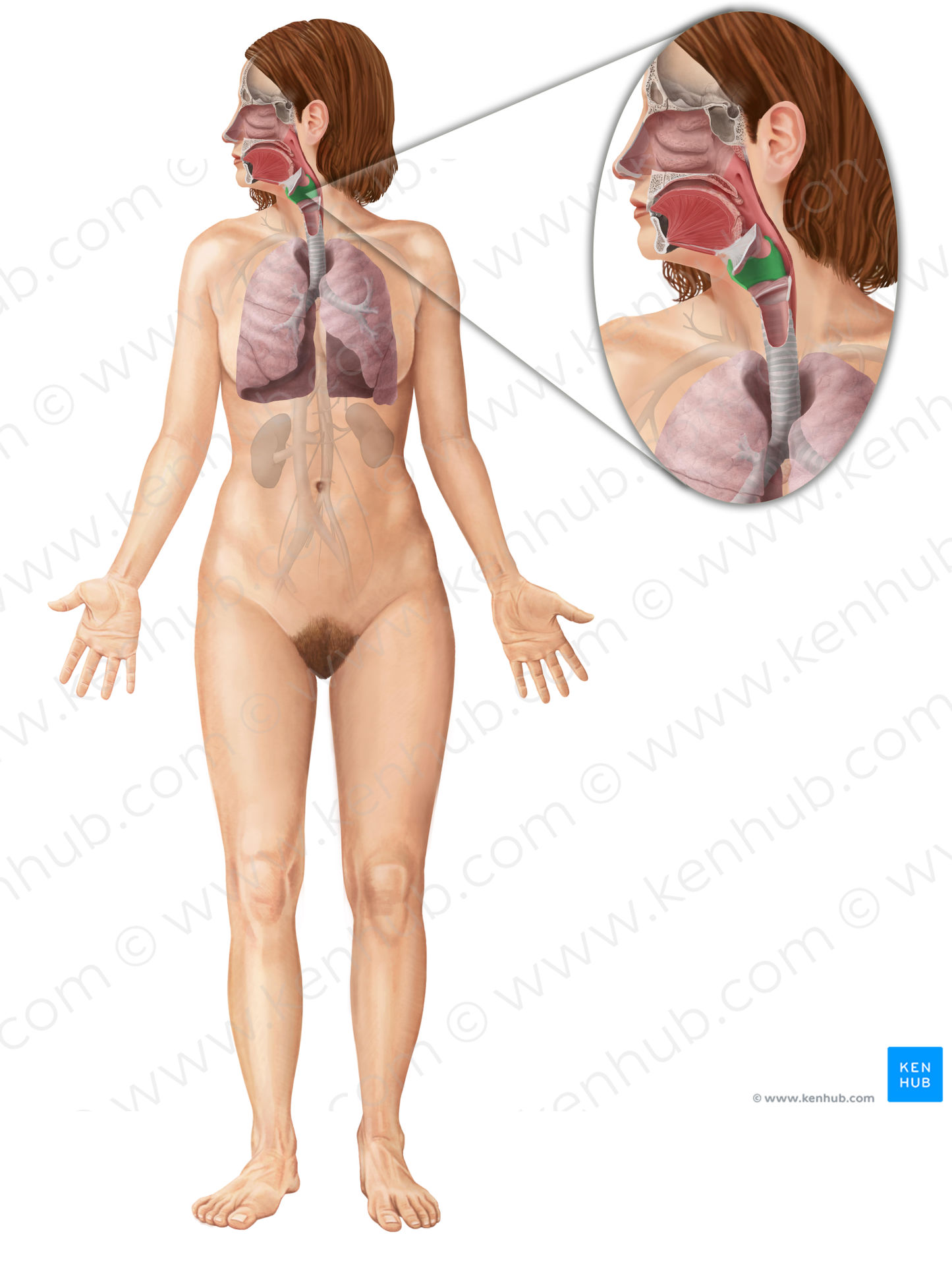 Thyroid cartilage (#15306)