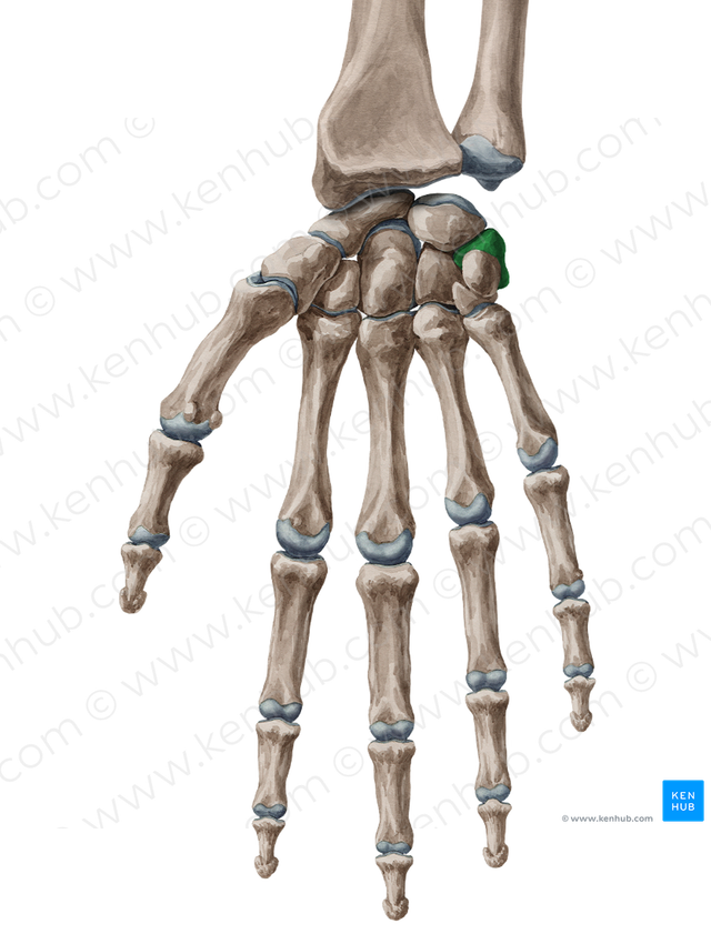 Triquetrum bone (#7571)