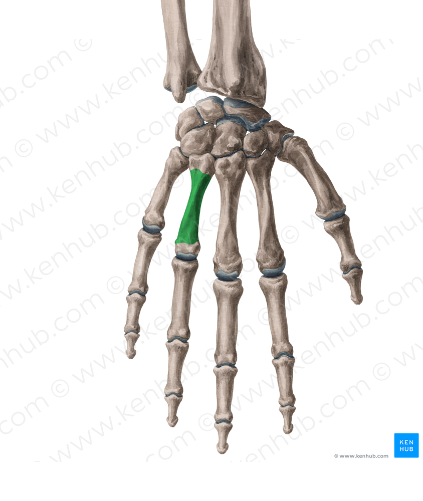 Body of 4th metacarpal bone (#2977)