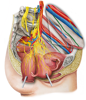 Obturator nerve (#6601)