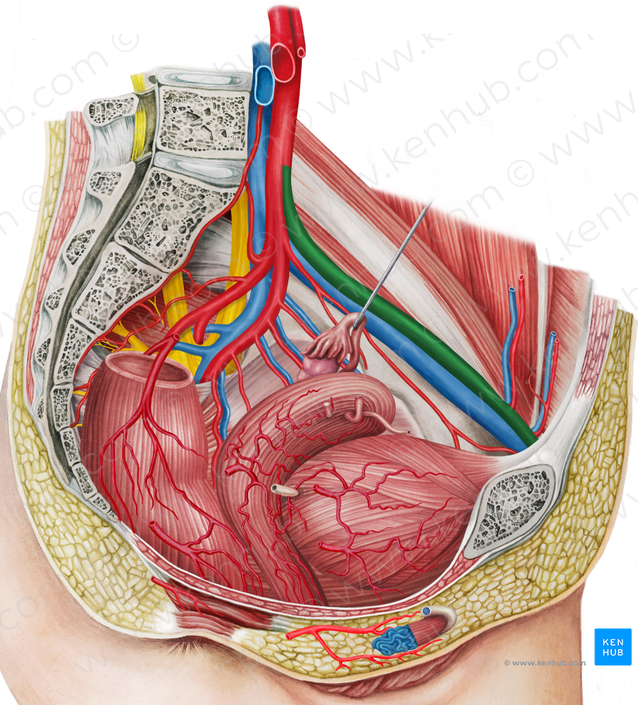 Left external iliac artery (#1412)