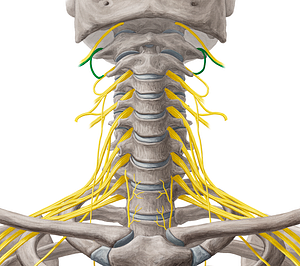 Spinal nerve C1 (#6753)