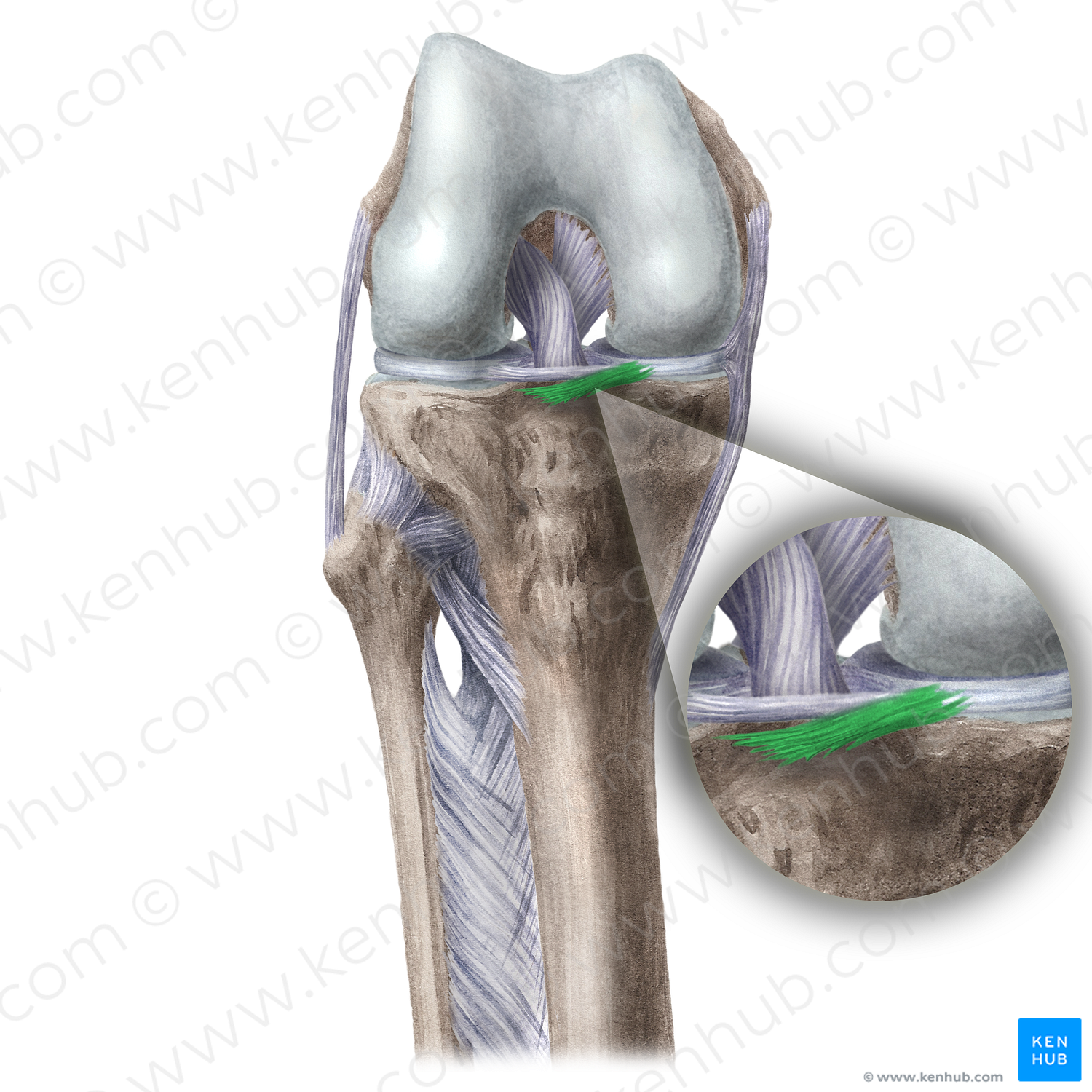 Anterior meniscotibial ligament (#20123)