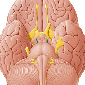 Oculomotor nerve (#6619)