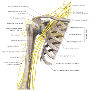 Nerves of the arm and the shoulder - Anterior view (Spanish)