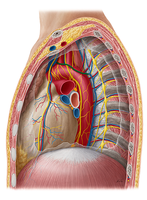 Left superior intercostal vein (#10332)