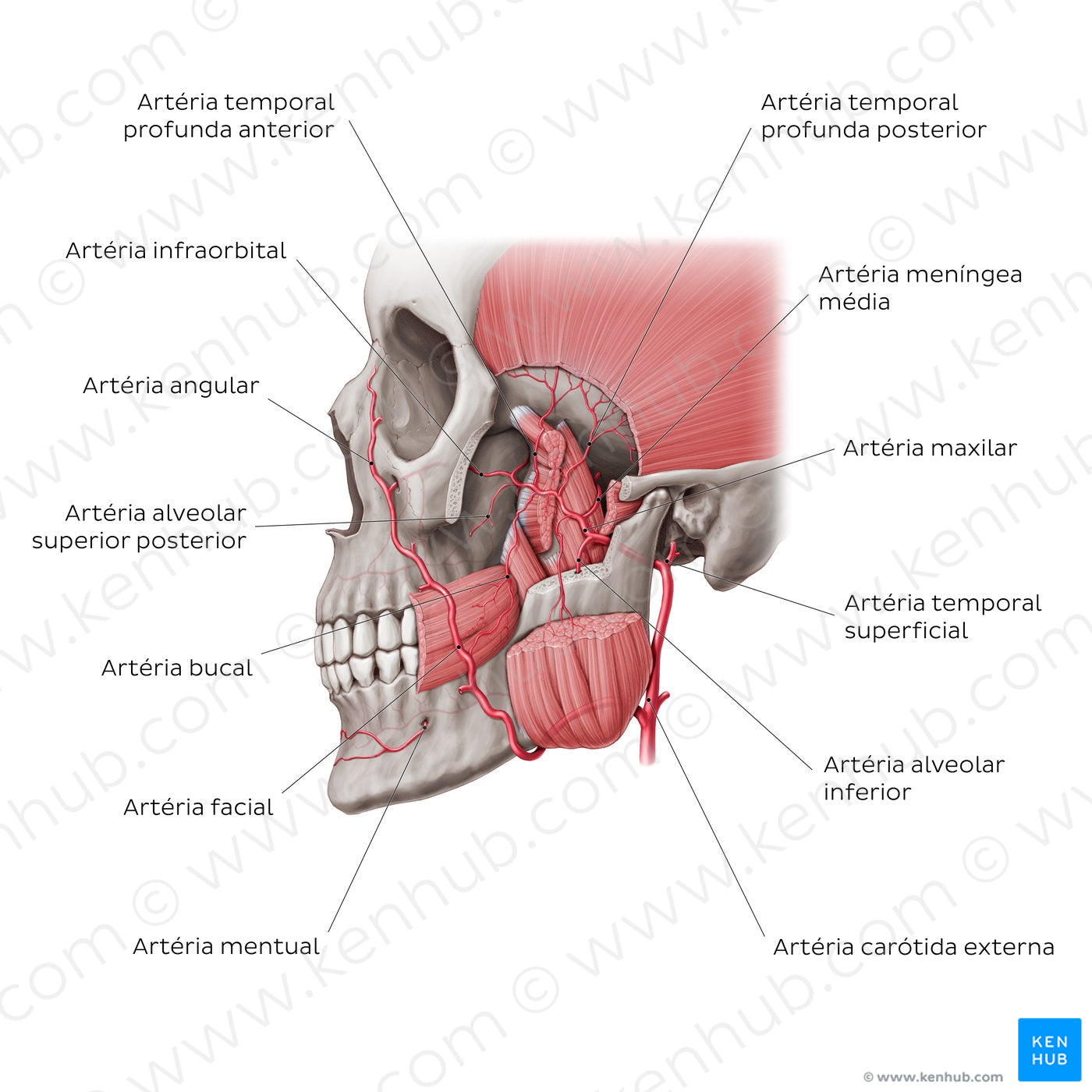 Maxillary artery (Portuguese)