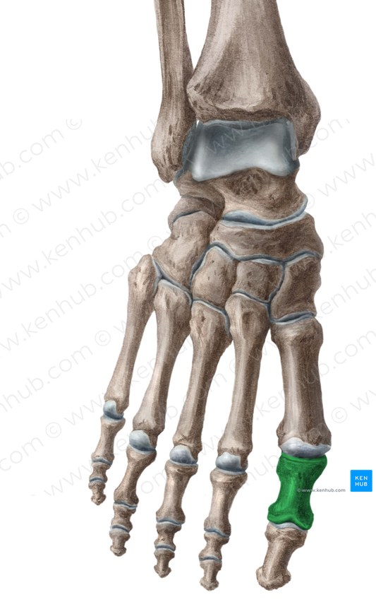 Proximal phalanx of great toe (#7927)