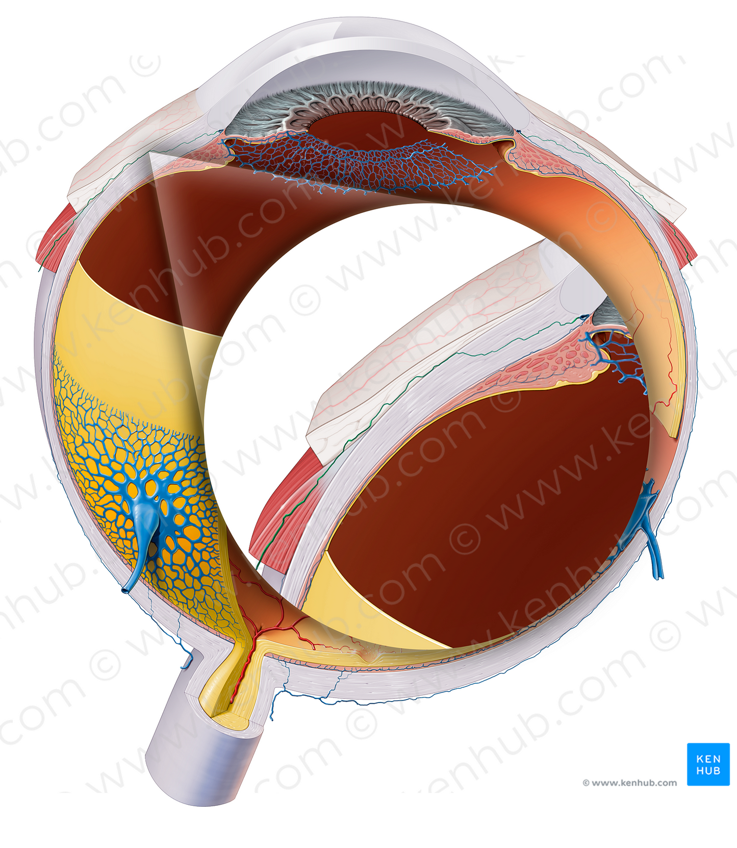 Anterior ciliary veins (#19137)