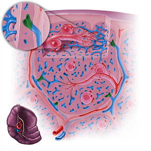 Red pulp vein (#18136)