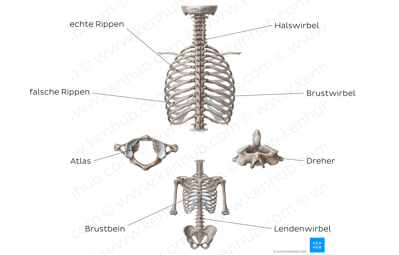 Main bones of the trunk (German)