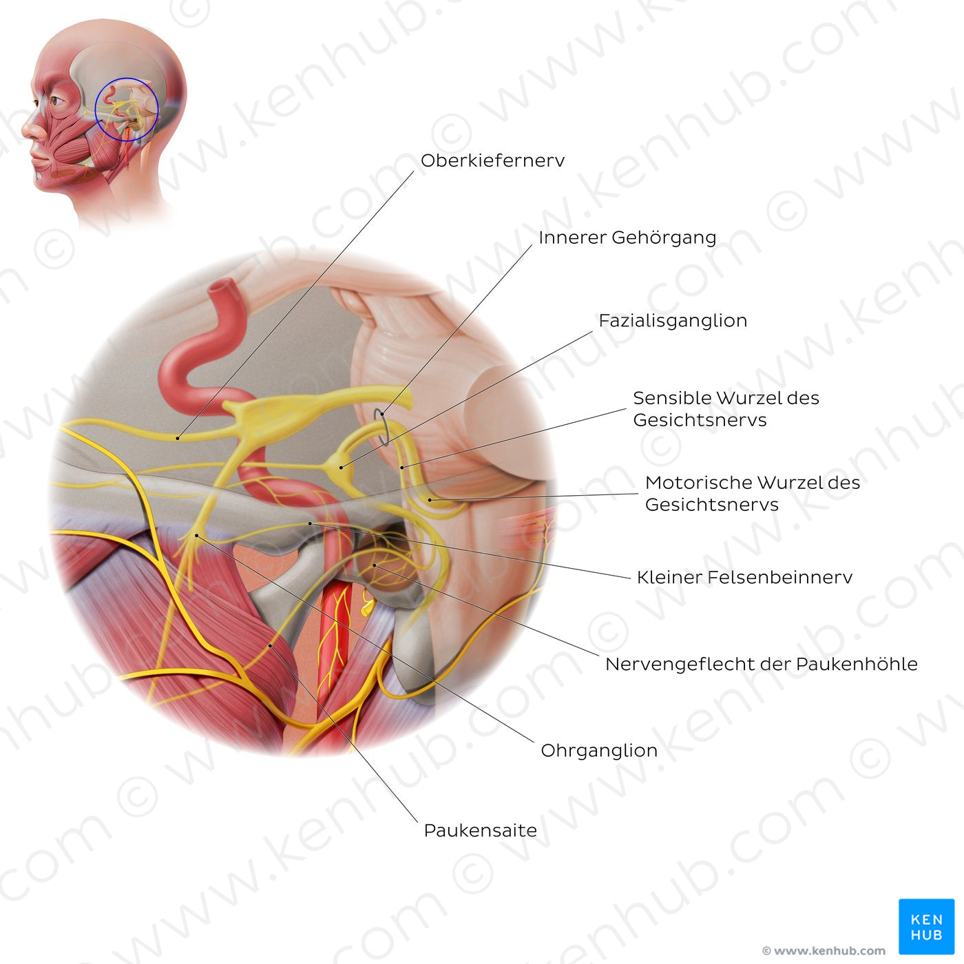 Facial nerve: intracranial/intratemporal parts (German)