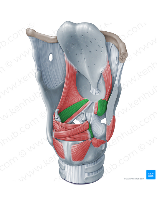 Thyroarytenoid muscle (#18324)