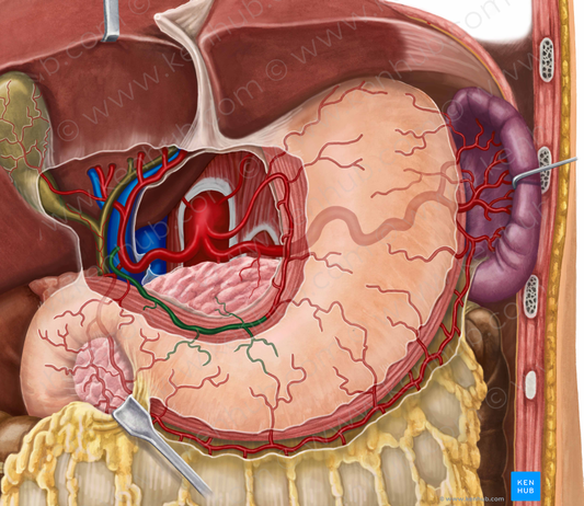 Right gastric artery (#1269)